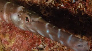 Trumpetfish:  Aulostomus Maculatus with long-body and upturned mouth