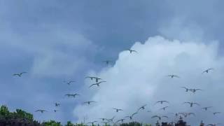 Roseate Tern miyakojima island　ベニアジサシ