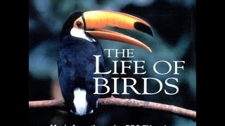 The Life of Birds Soundtrack (1998) - Ian Butcher & Steven Faux