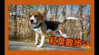 ビーグル犬の紅葉散歩