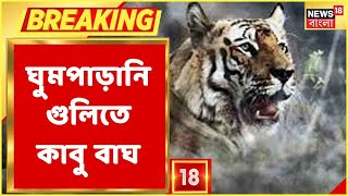 ৬ দিন পর অবশেষে কাবু Royal Bengal Tiger, ঘুমপাড়ানি গুলিতে কাবু Kultali-র বাঘ!