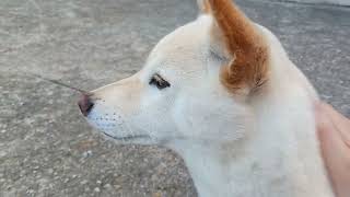 2024年12月18日 白い柴犬　番犬のきょろきょろ、朝の様子。