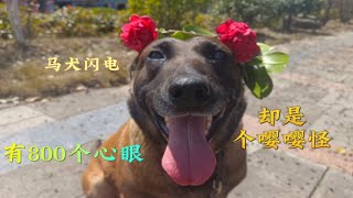 一只800个心眼还特别黏人的马犬！日常里居然有这么多小脾气?