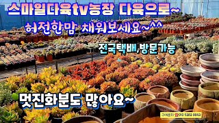 스마일다육tv농장하우스 다육들~빛감절정,가격좋고,품종많고,화분까지~전국택배가능한곳010 5383 9843succulents  plant 多肉植物