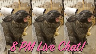 Flemish Giant Bunny Rabbit Stream - Live Chat - Day 186 2025-01-13