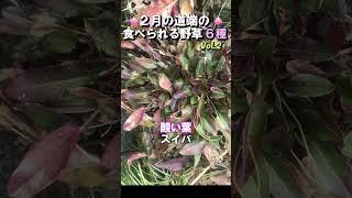 冬こそ美味しい道端の草6種ノアザミ・セリ・ハハコグサetc.｜2月|食べられる草