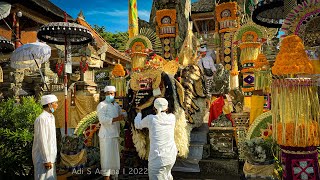 RITATKALA SESUHUNAN JAGAT PEREAN TABANAN MEWALI BUDAL SAKENG PURA PUSEH DESA PETULU UBUD GIANYAR