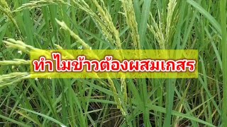 ทำไมข้าวต้องผสมเกสร