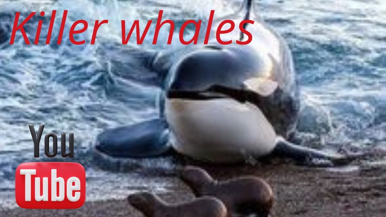 Killer Whales Youtube