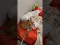 Orange Cats Are Crazy