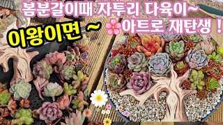 요맘때 꼭 하게되는 다육이 모듬심기 🌸이왕이면 다육이 아트도 하고 자투리 다육이 정리도하고 자리도 만들고~😆