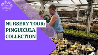 California Carnivores Pinguicula Collection Tour