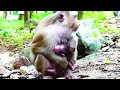 super cute the mother was taking care of the newborn baby monkey just born sweetly after birth