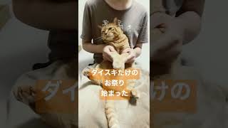 【猫ダンス/コットンキャンディーえいえいおー！踊ってみた🐾】#猫 #shorts #猫動画 #cat #コットンキャンディーえいえいおー #祭り