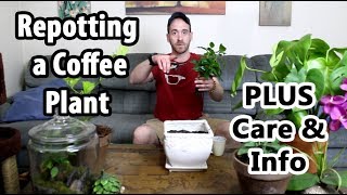 Transplanting and Caring for a Coffee Plant (Coffea arabica)