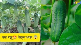 বিনা সার ই 😱শসা গাছের ফলন এত সুন্দর 🤩