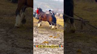 Cai de tracțiune #shorts #stallion #foryou #horse #trending #tiktok #cavallo #kuda #america #cai