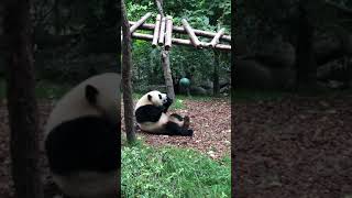 19.5.28Fushun，it was adopted by Manchester City Football Club. 它是福順，它被英超球隊曼城認養了 #panda  成都大熊貓繁育研究基地