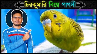 পিকাচুকে কেন জোড়া দিতে পারিনি 🔥 Jactok পাখি ভাইয়া