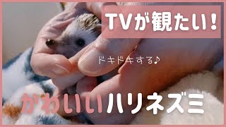 テレビを観るハリネズミの様子が可愛すぎる！Cute a hedgehog watching tv