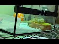 【サバンナモニター】ちょっとドキドキ緊張の給餌シーン【savannah monitor】a little heart pounding feeding scene