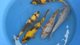 Ginrin Ochiba, Ginrin Soragoi, and Ki Utsuri Japanese Koi Fish