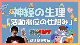 からだずかんコラボ！！神経の生理 静止膜電位と活動電位の仕組み【解剖生理学71】【神経の生理23】