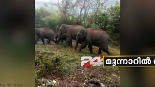 മൂന്നാറിൽ ഭീതി പരത്തി കാട്ടാനക്കൂട്ടം; ചൊക്കനാട് എസ്റ്റേറ്റിലേ ക്ഷേത്രം കാട്ടാനക്കൂട്ടം തകർത്തു