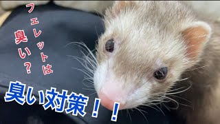 【フェレ飼いさん必見！】フェレットの匂いについてお話しします！