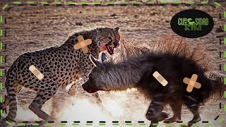 😱👊LOS ANIMALES TAMBIÉN SE PELEAN👊😱I Curiosidad Salvaje