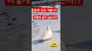 이건 실화다~~@ 영하의 호수 속에 갇힌 오리들