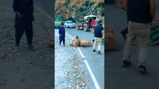 gujjar bakkarwal nomads got angry on some drivers on highway... #gujjars #gujjar #bakkarwal #fight