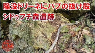 【コラボ企画】hiroTVのhiroさんと行く陥没ドリーネにハブの抜け殻を発見シドゥフチ森遺跡！