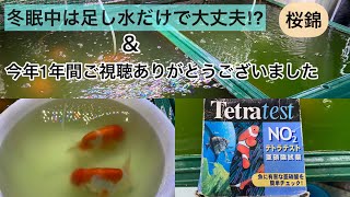 ［桜錦水槽］冬場の飼育は足し水だけで大丈夫⁉︎ tetra testで検査＆今年の振り返り・来年への抱負