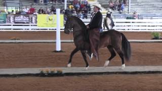 2014 Ocala Classic Trote y Galope Class