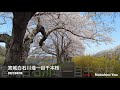 4k 2021 宮城 白石川堤 晴天 一目千本桜 建議戴上耳機欣賞