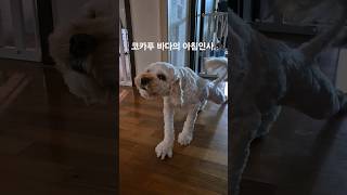 코카푸 바다의 아침인사. #cockapoo #코카푸 #바다 #cover #귀여운강아지 #믹스견 #아침인사 #스트레칭