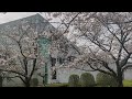 【宮崎市】県総合文化公園の桜が良い感じに咲いてました🤗 宮崎県 宮崎市 桜 sakura miyazaki miyazakicity