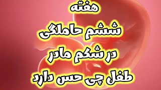 هفته ششم حاملگی