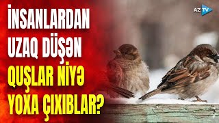 Azərbaycanda bu quşlar təbiətdə yoxa çıxır: nəsilləri kəsilir?