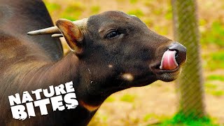 Anoa The Coolest Animal You Didn't Know Existed | Nature Bites