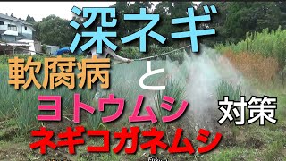 【野菜栽培】深ネギ 軟腐病とヨトウムシとネギコガネムシ対策と説明【薬剤散布】深ネギ栽培21/8/3#134