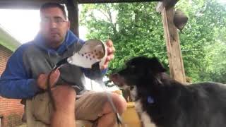 Muzzle training part 1