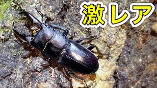 【クワガタ採集】激レアのヒラタクワガタを発見しました。