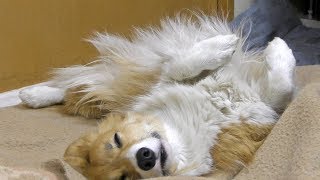 fluffy Roku / ふわふわボーボーなロクさん 20190123 sleepy dog corgi お昼寝 コーギー