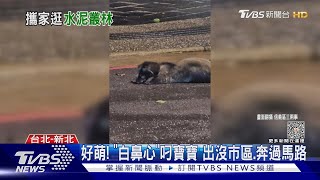 好萌! 「白鼻心」叼寶寶 出沒市區.奔過馬路｜TVBS新聞 @TVBSNEWS01