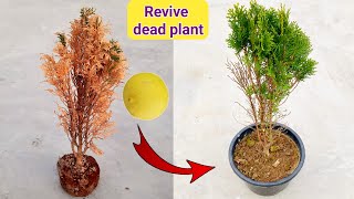 मोरपंखी का पेड़ कैसे लगता है? How do you care for Thuja? मोरपंखी का पौधा कैसे बचाएँ