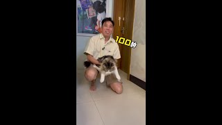 你今天祸害你家毛孩子了吗？ 训练一只能随便祸害的猫咪#猫咪训练 #猫咪怎么做社会化训练 #养宠进阶指南 #被迫营业的猫猫 #科学养宠攻略