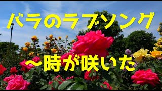 「バラのラブソング～時が咲いた」　鈴木智子さん　ミニコンサート（信州なかのバラまつり2022）