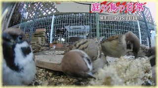 【庭の鳥の日常】(25,01,11) 雪は終わったけど、寒さは続く